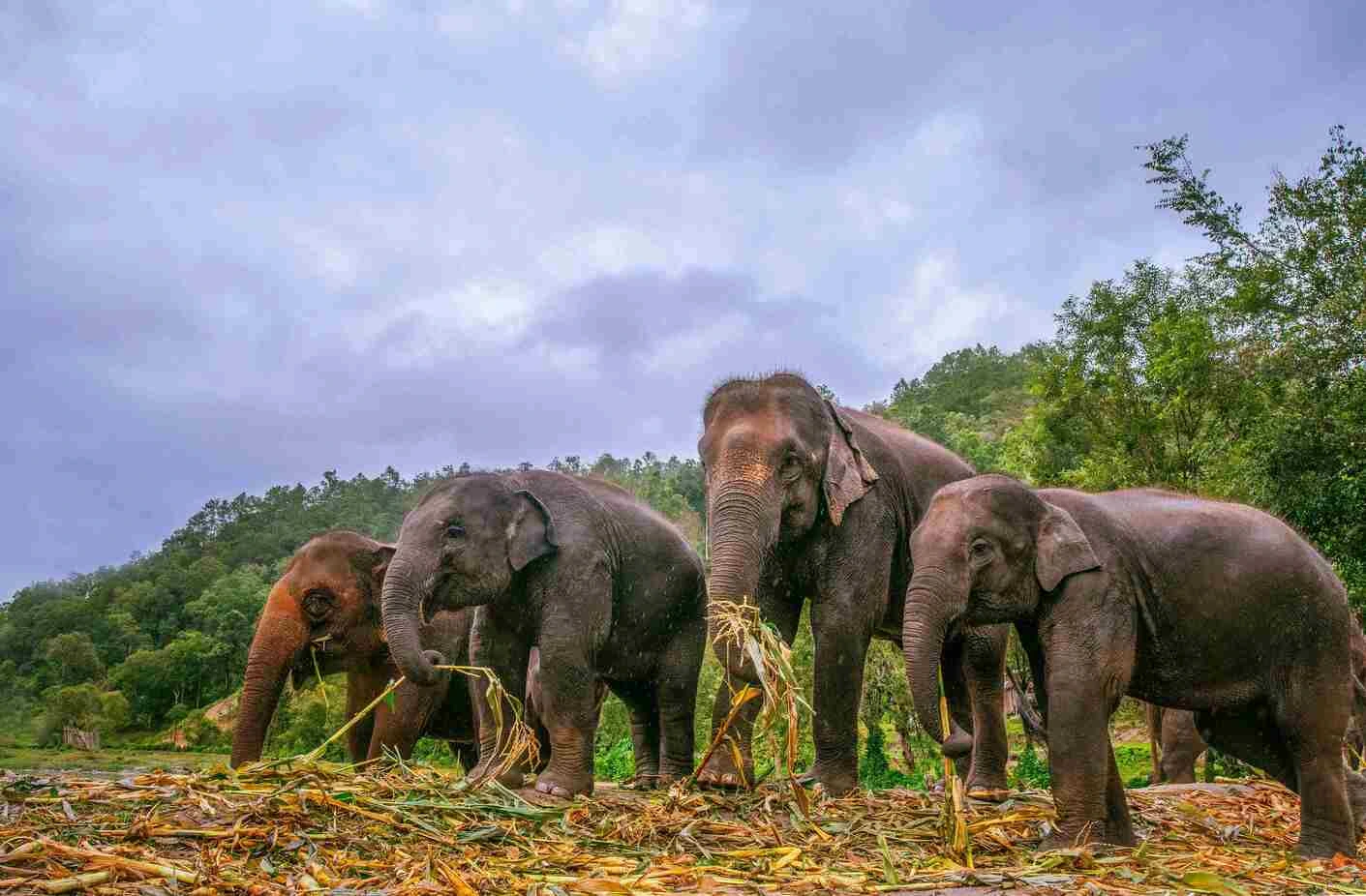 Mae Ta Man Elephant Camp
