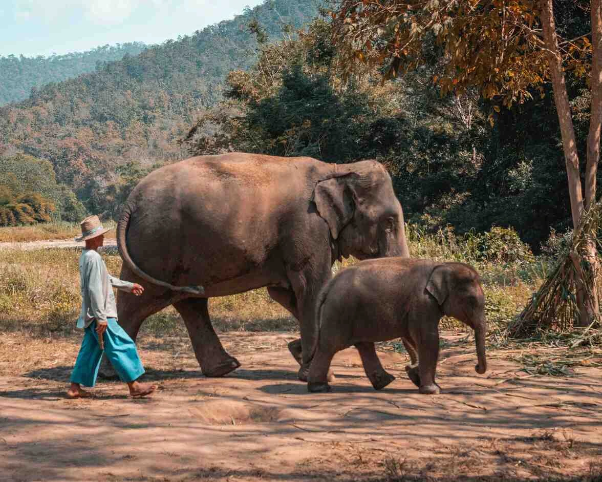Phuket to Chiang Mai